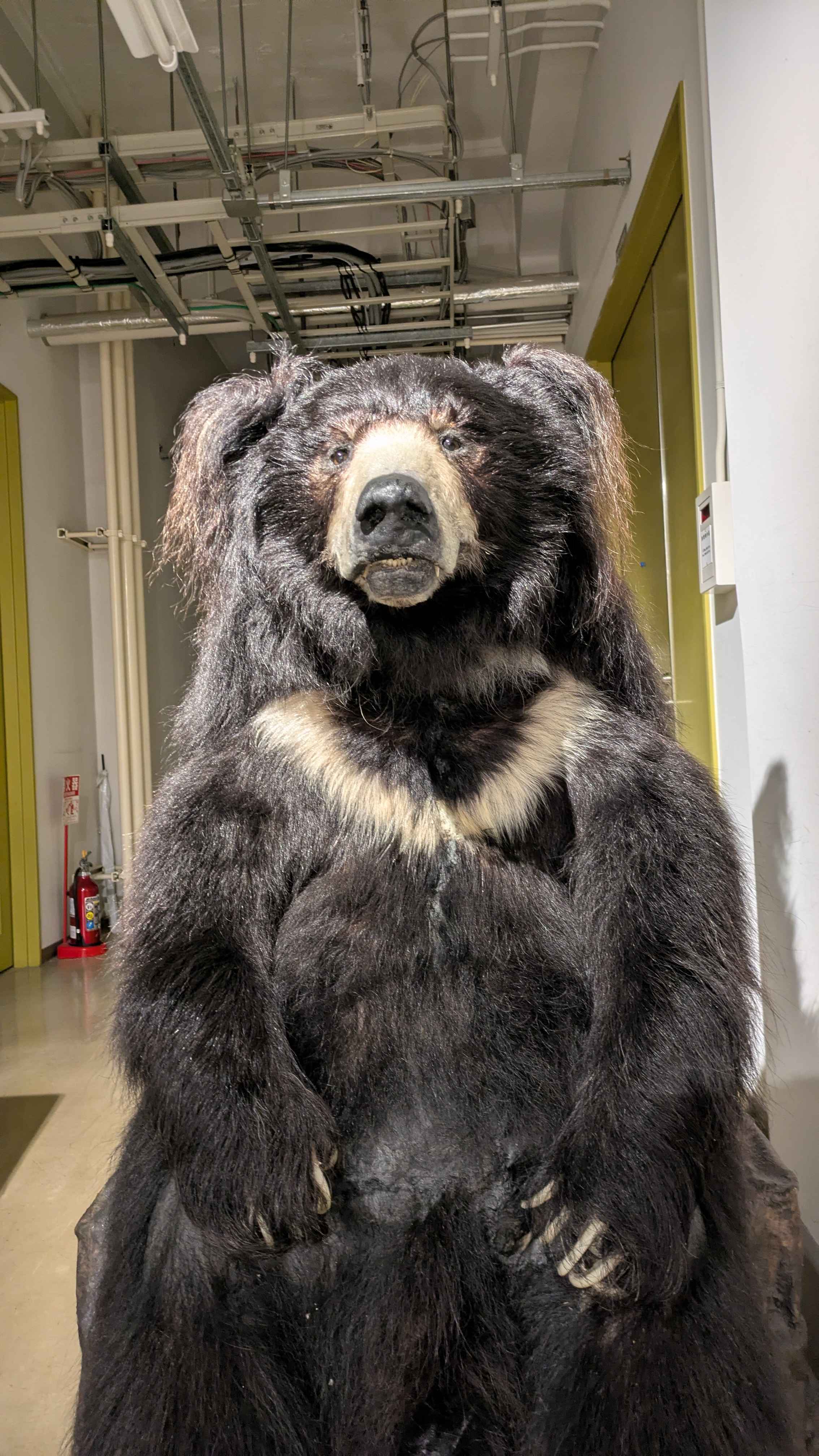 ツインテールのように見える毛束があるナマケグマの剥製